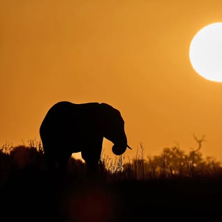 Chobe River, Botswana