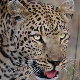 More Africa: BIG  cats #bdphotographics.com