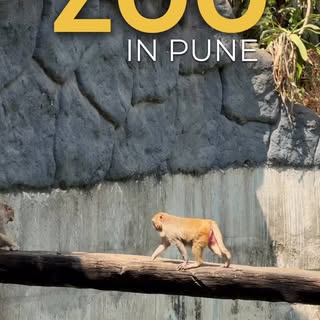 at the zoo 🐾❤️
#zoo #pune