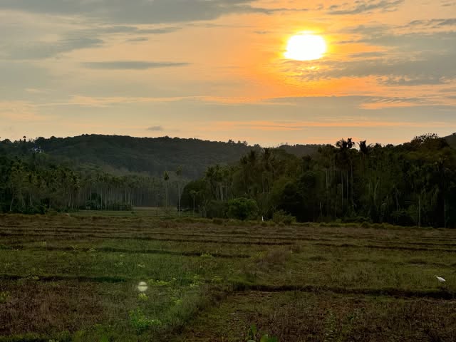 🌅🌱🌳🌴🌧️☔️