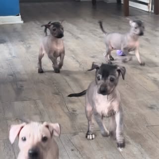 Xolitos Bebés , 😍❤️#xoloitzcuintledeméxico🇲🇽 #xoloitzcuintles