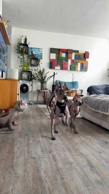Xoloitzcuintles- Hora de entrenamiento #Kraatos #Xelha #Totopo #Nachita