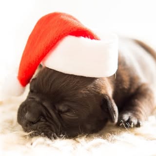 Double tap if you're hoping for a puppy this year! #puppylove #christmasgift #holidays #igerspittsbu