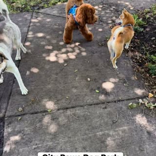 Shiloh had a paw-some day of chasing, playing, making new furry friends, and showing off those speed