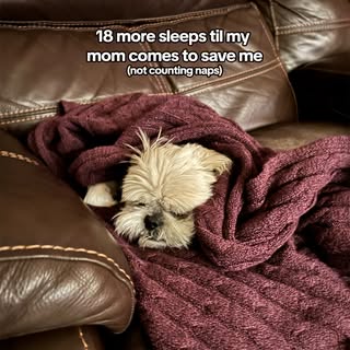 Let’s be real there are a lot of naps 🐾