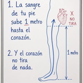 La sangre de las piernas tiene que regresar al corazón venciendo la gravedad. Pero ese retorno no de