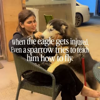 My Wolfy is Growing , My Husky,
Husky’s 

A Husky isn’t just a dog—it’s a bundle of energy, intellig