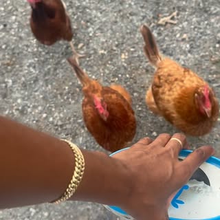 Might not evolve into a cat lady but there will be chickens, ducks, and farm animals 🙃 #chicken #bl