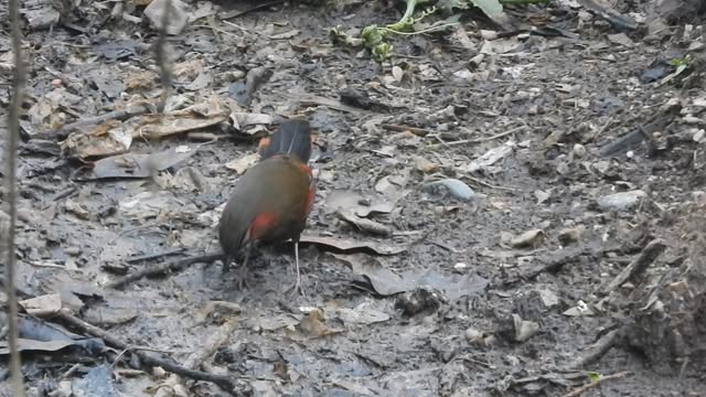 Birds:  They have such unhurried, "singleness of purpose" lives. 

They get up in the mornings, exer
