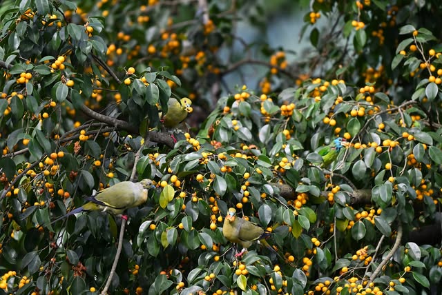 Sunday! Shouldn't we all eat together?😜😄

Community lunch.. Pin-tailed Green Pigeons

Rongtong, No