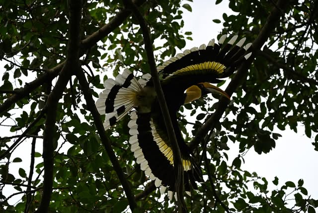 Not just Great but awe-inspiring too!

Great Hornbill, Rongtong, North Bengal

13.9.26

#birding, #n