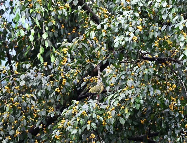 Trouble with abundance: So much food! What to eat?🙃

Pin -tailed Green pigeon among berries at Rong
