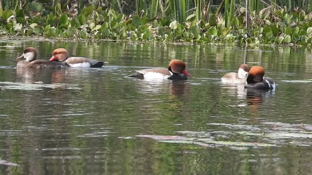 When all you want is peace..☺

#migratorybirds, #peace, #birding, #birdsofnorthbengal