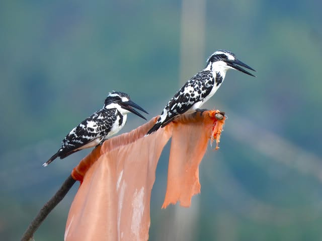 Had to pay Rs 1000 for a boat ride at Kondakarla Bird Sanctuary, Visakhapatnam.

But when I saw this