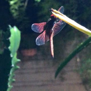 Caught this beautiful dragonfly sleeping.  美丽的红蜻蜓。