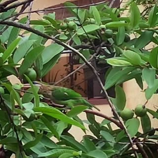Enjoying the view from our window😁
.
.
.
.
#indianbirds #lovenature
#naturelover #birdsofinstagram 