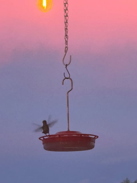 Doing grown up stuff like watching hummingbirds 🌅 🐦