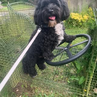 7years of so much love #shihpoo#somuchlove#doglover