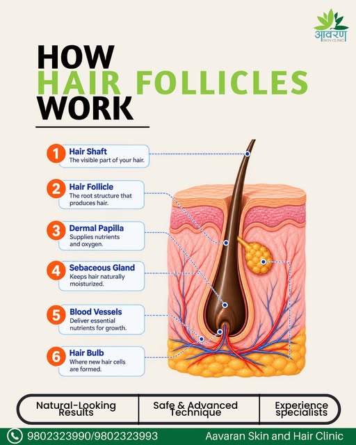 Hair doesn't start on your head. It starts beneath your skin, in the follicle.

Your scalp has aroun