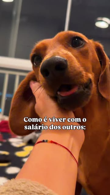 Suspeito que essa deve ser a paz que excede todo entendimento,descrita em Filipenses😴💤 

#daschund