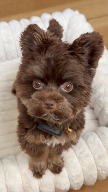 The smallest one in the house somehow has the most authority. 😂🤎🐾

#yorkie #yorkiegram #memphis #