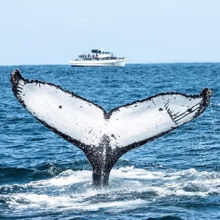 Balina, okyanusun sessiz deviydi; yavaş, ağır ve büyüleyici

#alperbayraktar #boston #whale #🐳 #opd