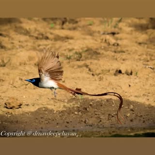 Indian paradise flycatcher