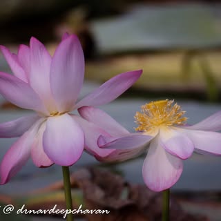 Flaura and fauna around gwalior