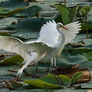 Birds around Gwalior..
