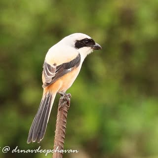 Longtail shrike....