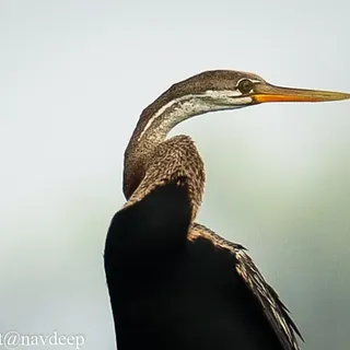 Oriental Darter/snake bird(species name....Anhinga.Mela..)