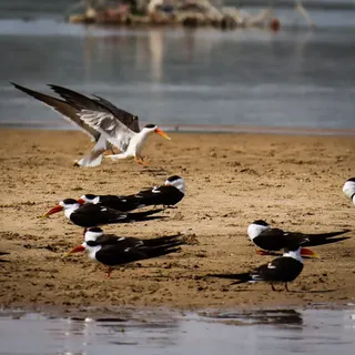 Indian skimmer...lifer for many and fir me also...chambal safari..March2022