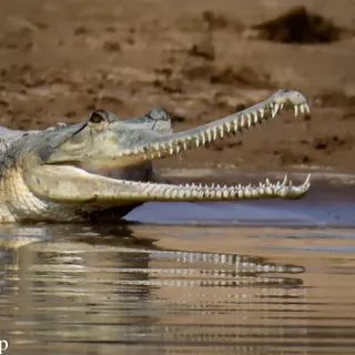 Indian Ghariyal...chambal safari Morena..March22