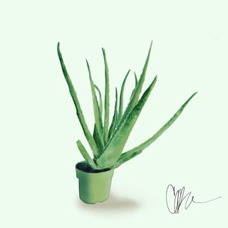 Digital Art : Fancy aloe #love #fineartpainting #beautiful #organic #artistofinstagram #instagood #f