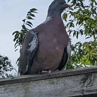 This pigeon won't leave me alone ,I think it could be Percy , the pigeon I took to the sanctuary bec