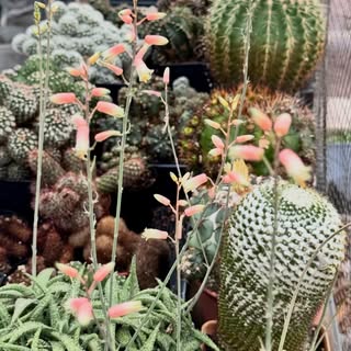 My cactus is now under my husband’s care. 🤣
Maybe one day, when life slows down a little, I’ll retu