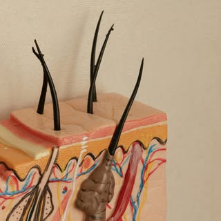 Have you ever actually looked closely at your hair and scalp? 🔎

When we zoom in, we can learn so m
