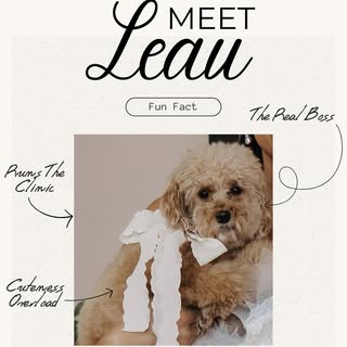 🤍 Leau 🤍 

My cute little girl 🐾 
Ze is helaas niet aanwezig in de salon maar wel de reden achter
