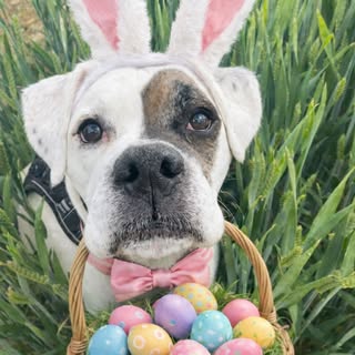 Happy Easter weekend 🐣 🌱 🌺