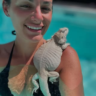 Congé de bain pour Arielle a soir 🧜🏽‍♀️ 🐉

#pogonavitticeps #pogona #dragonbarbu