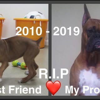 My boy “Tyson” went home to Jesus last night. He’s at peace now. I miss you terribly💔 and will fore