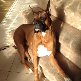 “Tyson” my boy, basking in the sun! 
#bestathomecontest  #wkcdogshow