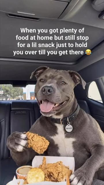 🏷️ The friend who always wanna stop somewhere and eat

#foodie #lunch #popeyes #chicken #pupstagram
