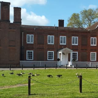 This mornings Geese greetings 🦆🦆💕