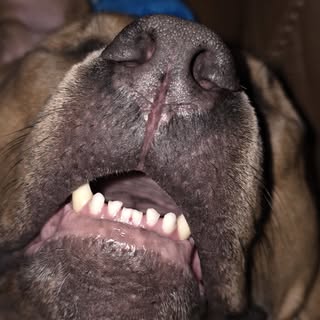 He is passed out !! Look at those nice teeth !!
Love my Mack Manus!!