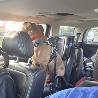 Mack likes Lincoln's car seat ! Lmao 🤣 🤣 🤣 🤣 🤣 🤣