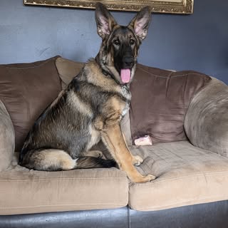 I get the pleasure of sitting with Harley James everyday! He is the smartest,  so handsome 5 months 