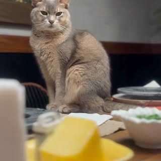 🤍🙏🥰🙌🐈