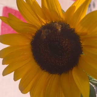 Sunflowers 🌻 stand tall thriving under harsh sun. Lash extensions are weapons of mass seduction. De