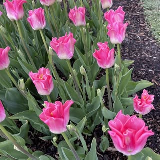 For you just because you are awesome!  Have a great day from your friends at Carolina Plastic Surger